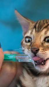 Homeopatia y acupuntura perros gatos y exóticos en Madrid Sur