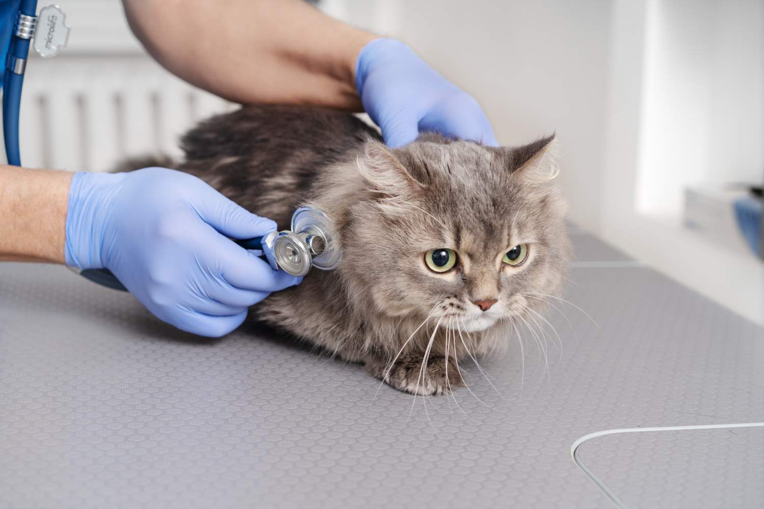 Veterinario en Getafe